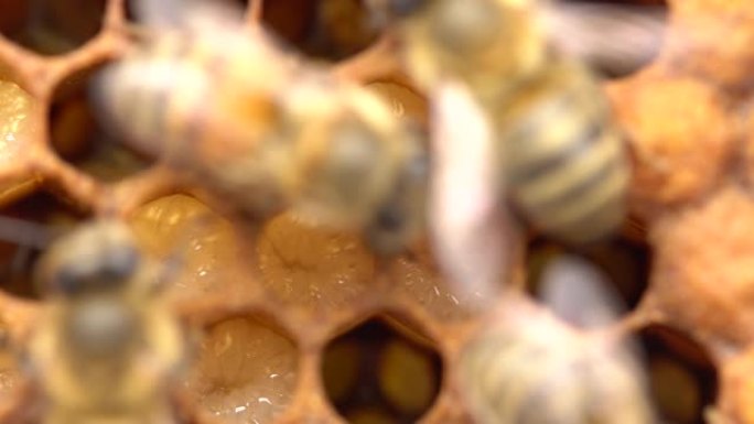 蜜蜂的生命周期。蜂王浆