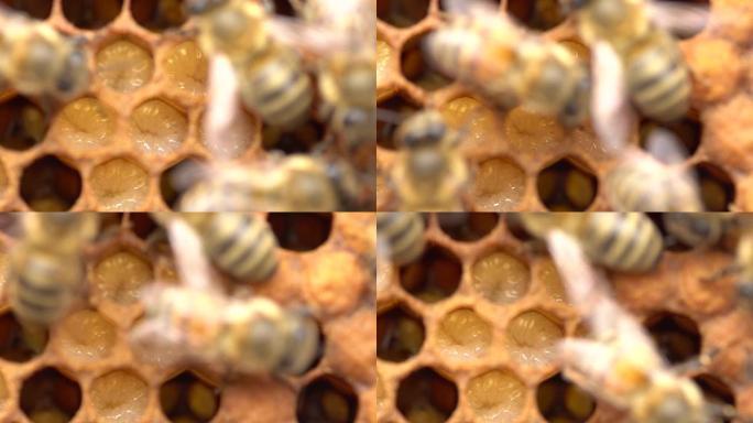 蜜蜂的生命周期。蜂王浆
