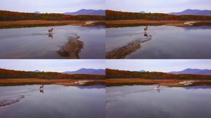秋天，马鹿在野外美丽地沿着光滑的水面奔跑。