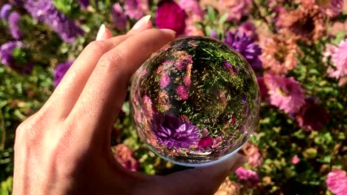 女性手握魔术水晶球在美丽的自然景观紫色紫苑花场