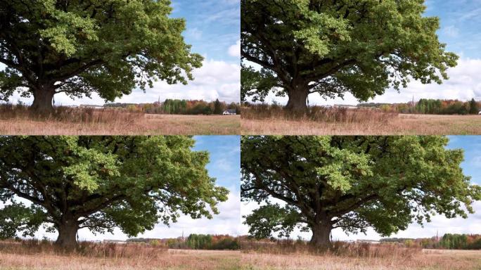 天空背景上巨大的老绿色橡树