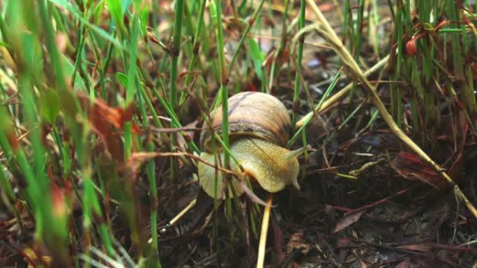 罗马蜗牛 (Helix pomatia) 在森林草底 (勃艮第蜗牛，可食用蜗牛或田螺) 上关闭超级缓