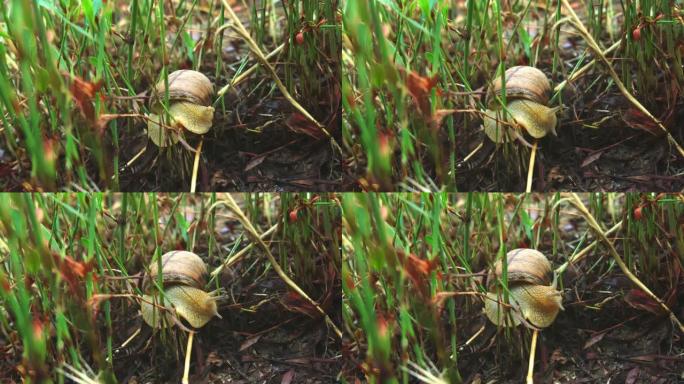 罗马蜗牛 (Helix pomatia) 在森林草底 (勃艮第蜗牛，可食用蜗牛或田螺) 上关闭超级缓