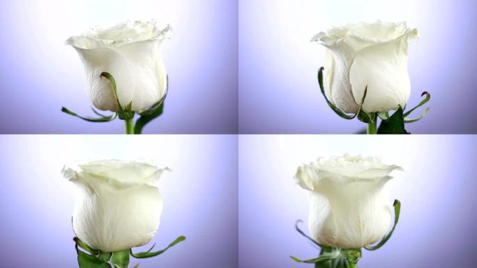 白玫瑰花朵旋转特写背景。爱的象征。情人节卡片设计。