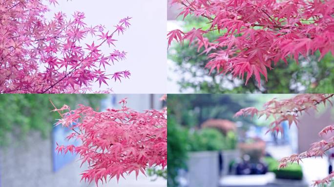 五角红枫树