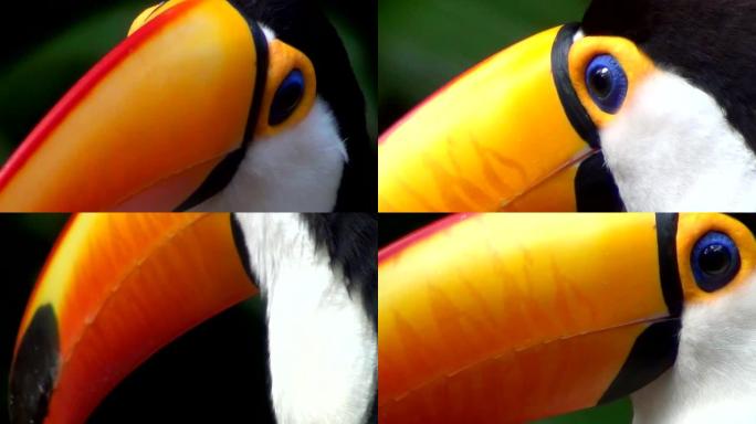 巨嘴鸟 (Ramphastos toco)，又称普通巨嘴鸟、巨型巨嘴鸟或简称巨嘴鸟。