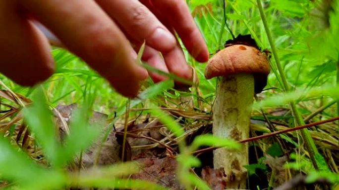 双手特写清理叶子上的蘑菇，并用刀将其切掉。在草丛中采摘蘑菇白杨。低角度视频拍摄