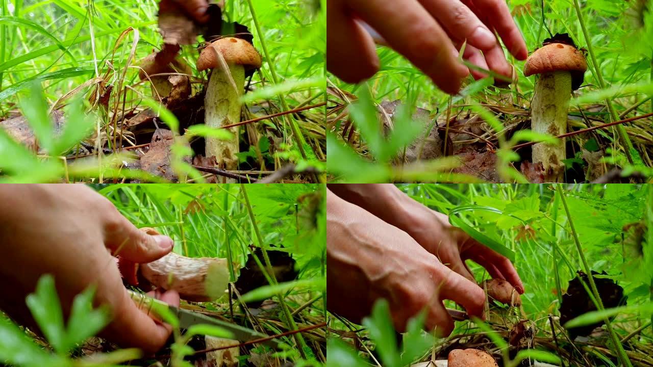 双手特写清理叶子上的蘑菇，并用刀将其切掉。在草丛中采摘蘑菇白杨。低角度视频拍摄
