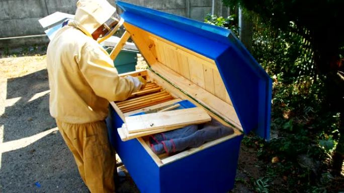 养蜂人拿着一个装满蜜蜂的蜂巢4k 60p
