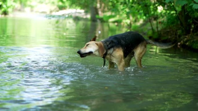 湿狗在慢动作中甩掉水。whippet狗或猎犬在河里沐浴，享受大自然。有趣的动物。