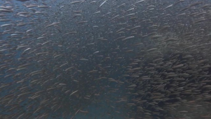 下雨的银鱼鱼群水下海洋生物