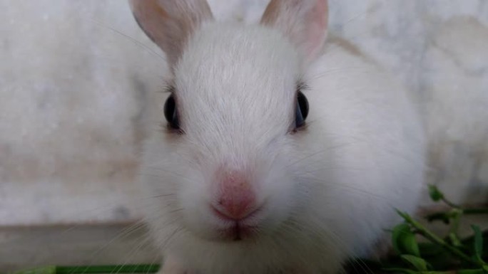 4k视频的白色可爱的小兔子兔子站和摇动他的粉红色的鼻子。