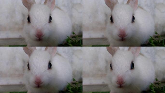 4k视频的白色可爱的小兔子兔子站和摇动他的粉红色的鼻子。