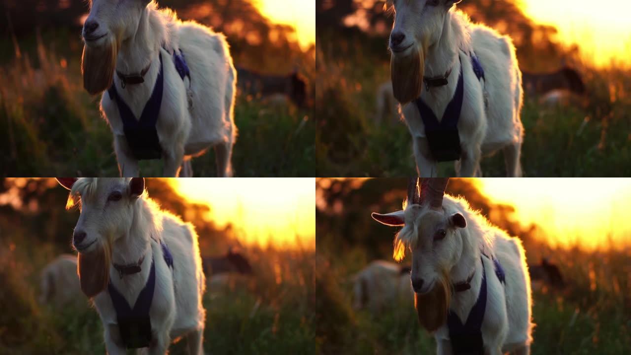 可爱的动物特写肖像。农场牧场上的巴克山羊。