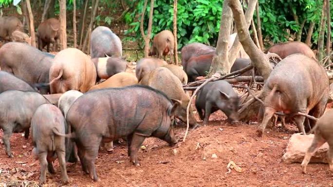 野猪在Khao Phra Kru寺保护区的地面上吃水果和蔬菜