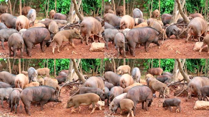 野猪在Khao Phra Kru寺保护区的地面上吃水果和蔬菜