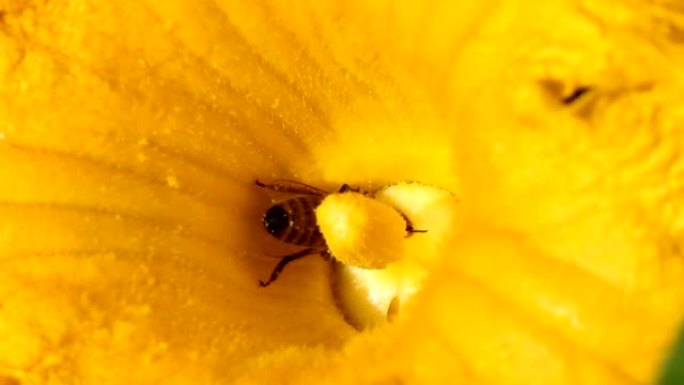 蜜蜂收集花粉关闭