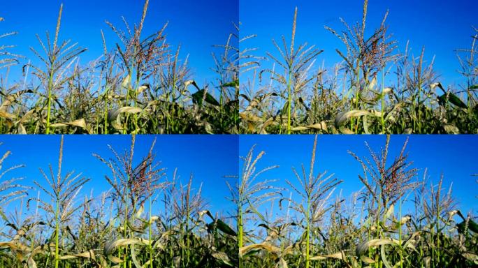 蓝天下，风吹动玉米秆上的圆锥