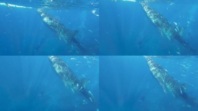在菲律宾奥斯洛布的清澈的蓝海上近距离捕食鲸鲨