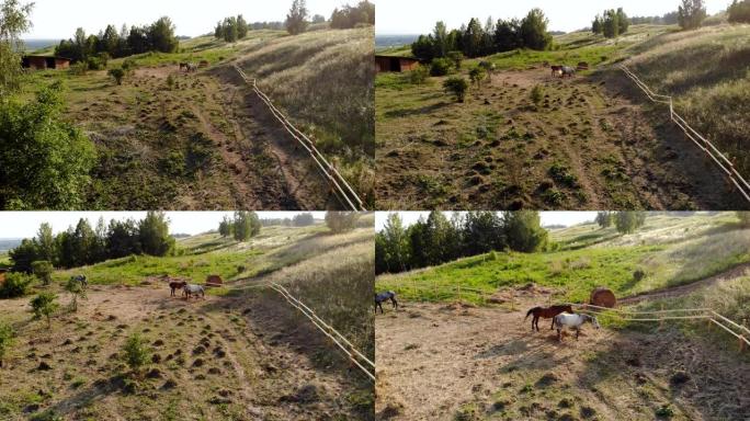 三匹马在围场吃草。