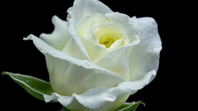 水珠露珠唯美浪漫纯洁白色玫瑰月季花开延时