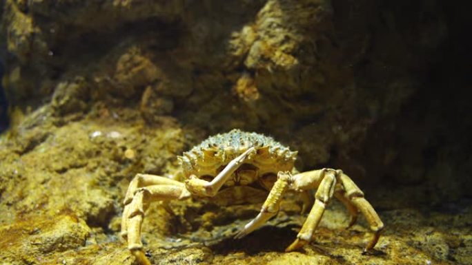 水下潜水视野的活动海蟹