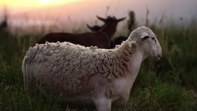 爱尔兰乡村农场绿色牧场上可爱的绵羊
