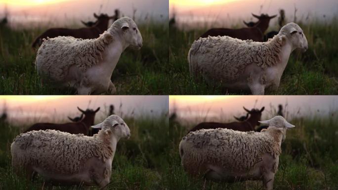 爱尔兰乡村农场绿色牧场上可爱的绵羊