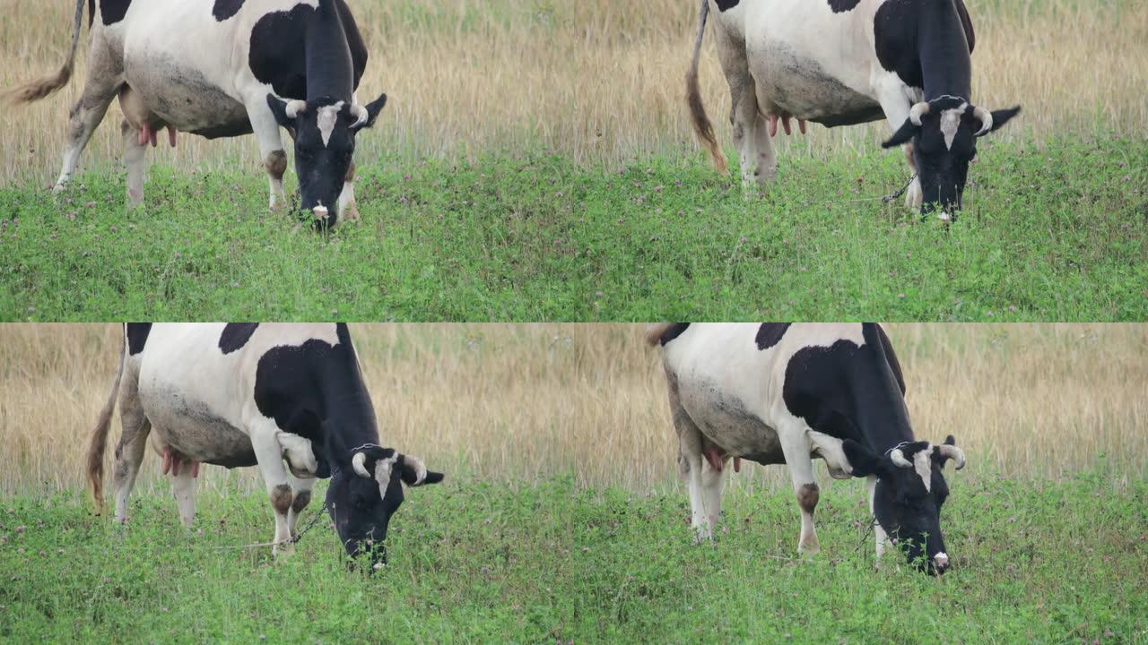 夏天在三叶草的绿色田野上放牧的牛