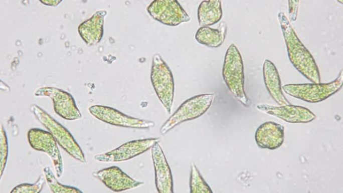 Euglena是在微观上进行教育的单细胞鞭毛真核生物的一种。