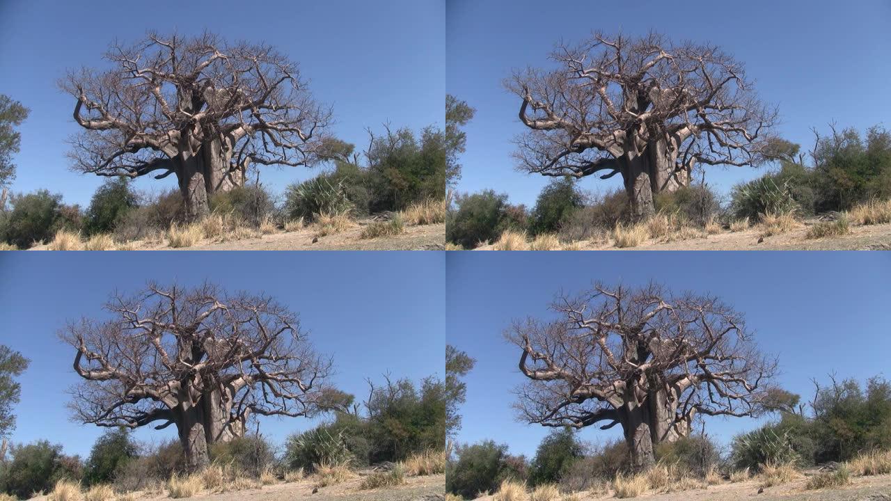 纳米比亚马汉戈野生动物保护区的猴面包树