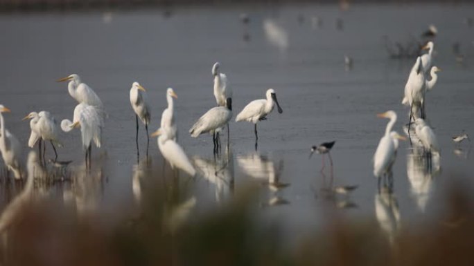 黑头朱鹭 (Threskiornis melanocephalus)