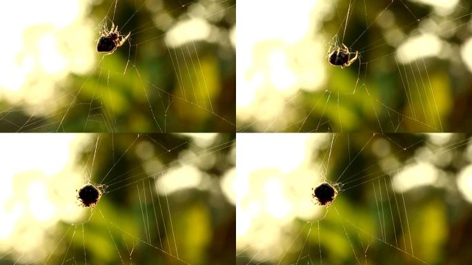 蜘蛛攀爬和旋转网