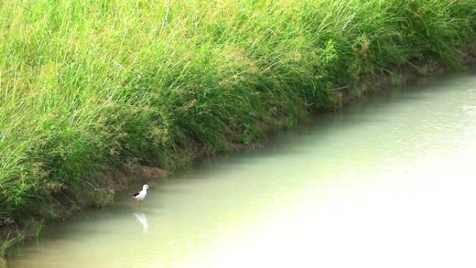 黑翅高跷鸟站在水面上，在pond1唱歌
