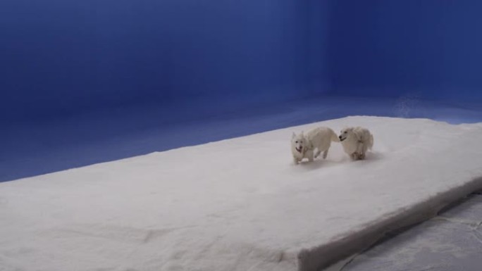 白狗在雪地里奔跑