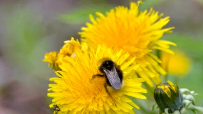 黄色雏菊花上的黑蜂