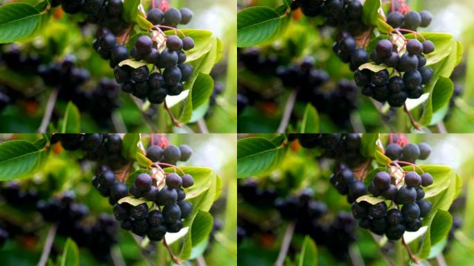 在阳光明媚的夏日，树上的黑苦果。Sorbaronia mitschuriini。