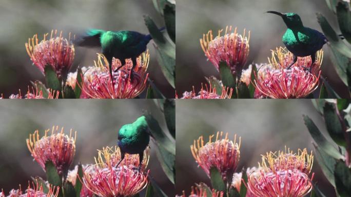 孔雀石太阳鸟以Protea为食