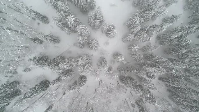 美丽的高雪枞树的鸟瞰图