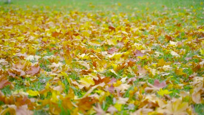 掉落的黄色枫叶躺在绿色的草地上。