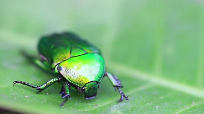 叶甲虫，花更安全，玫瑰金龟子，叶甲虫，金龟子。闪亮的翠绿色金属大甲虫坐在绿叶上。丹西甲虫的特写。