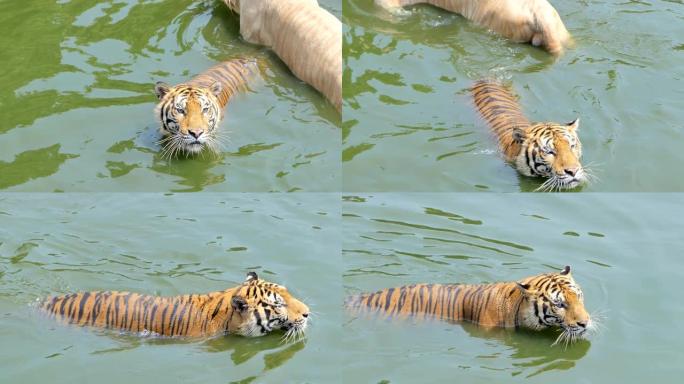 孟加拉虎游泳。
