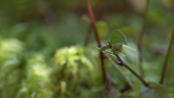 蜻蜓 昆虫 野外蜻蜓  小蜻蜓 户外