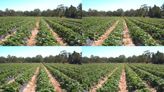 在Hahndorf的田野中，游客和家庭采摘草莓的各种万向节镜头。南澳大利亚州