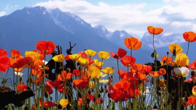 五颜六色的罂粟花对抗瑞士的高山和日内瓦湖。蒙特勒的路堤