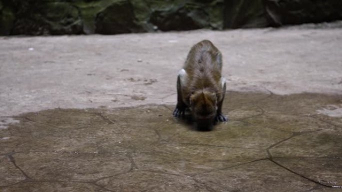 慢动作亚洲猴子在黑风洞寺庙的地板上喝水。