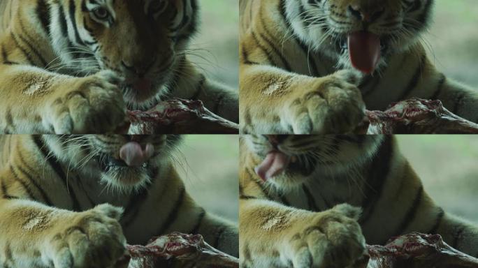 老虎和一块肉