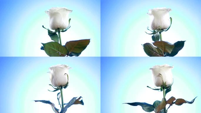 白色玫瑰花旋转特写蓝色背景。爱的象征。情人节卡片设计。