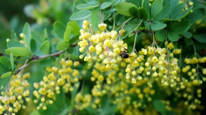 蜜蜂从花中收集花粉。蜜蜂从灌木花中收集蜂蜜