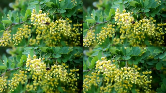 蜜蜂从花中收集花粉。蜜蜂从灌木花中收集蜂蜜